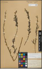 Foto von Salix repens subsp. incubacea (L.) A. Neumann